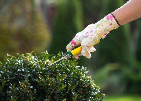 A close-up view of a gardener's hand wearing a floral-patterned gardening glove, using a small hedge trimmer to prune a dense, dark green hedge in a well-maintained outdoor garden. The hedge displays a uniform, healthy growth with trimmed edges, situated along the boundary of a residential garden in Hayes, with a softly blurred background featuring trees and other greenery. The garden floor includes a mix of grass and soil, and a paved pathway is partially visible at the edge of the image. The lighting suggests a bright, possibly sunny day, highlighting the natural tones of the foliage and the cleanliness of the trimming process. This scene reflects professional gardening and hedge maintenance services typical of local providers like Hedge Trimming Hayes, emphasizing meticulous lawn and shrub care in a landscaped outdoor environment.