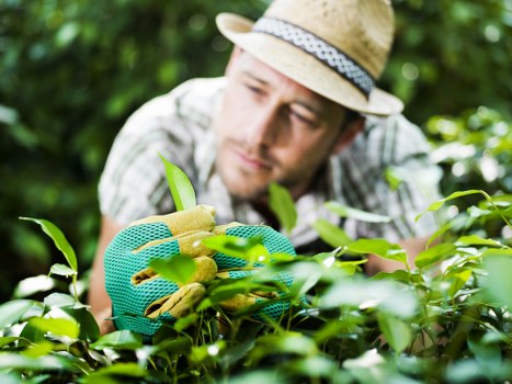 Experienced lawn mowing service at work in Hayes